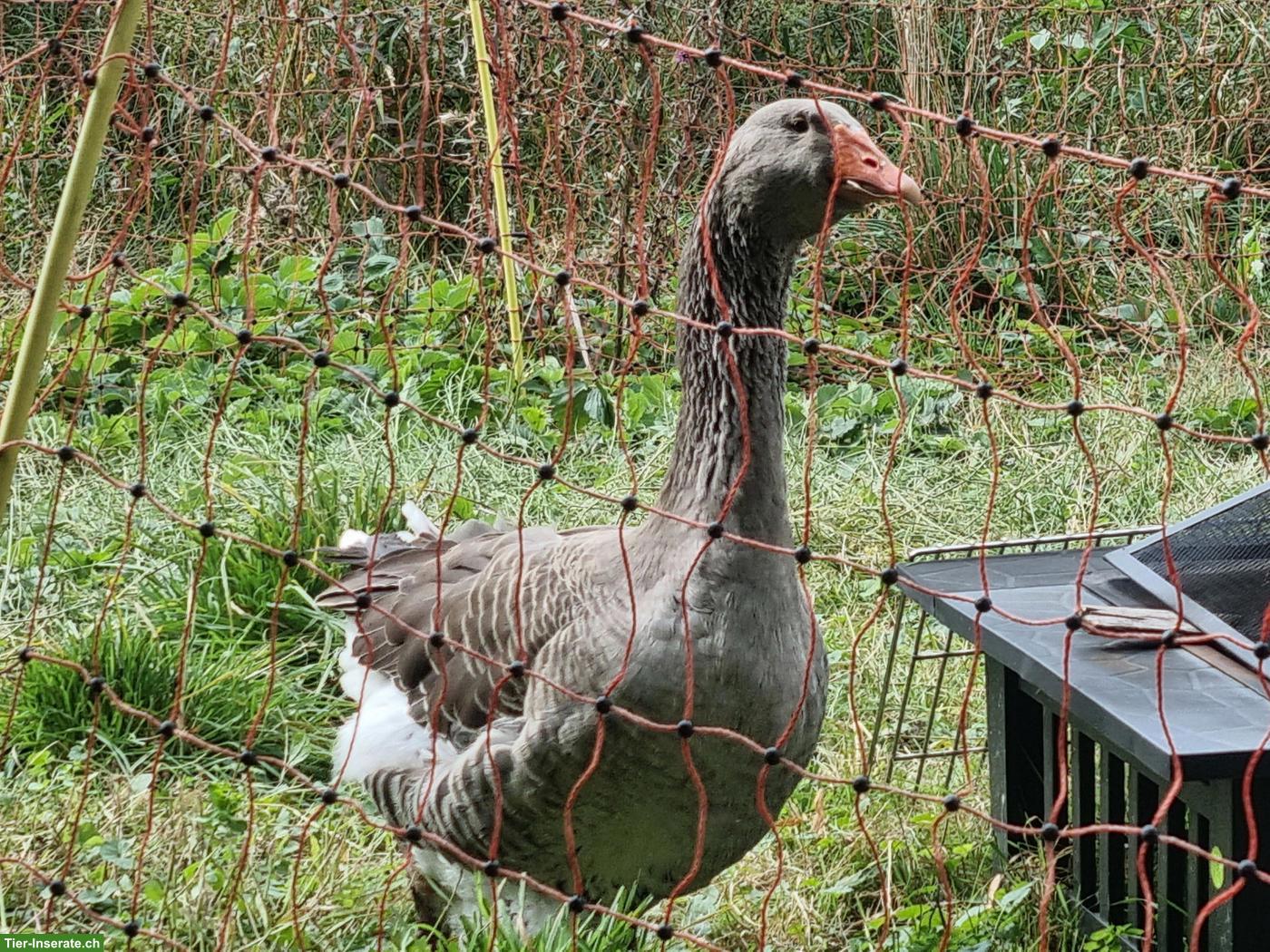 Bild 2: Graue Gans, weiblich