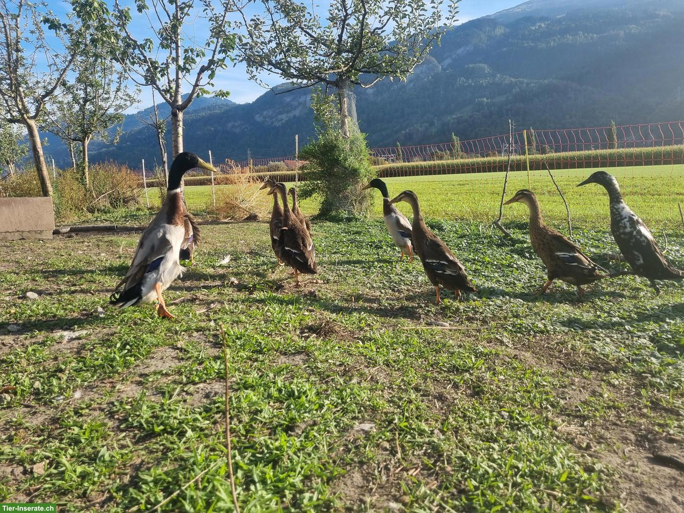 Laufenten, reinrassig, wildfarbe