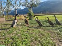 Laufenten, reinrassig, wildfarbe