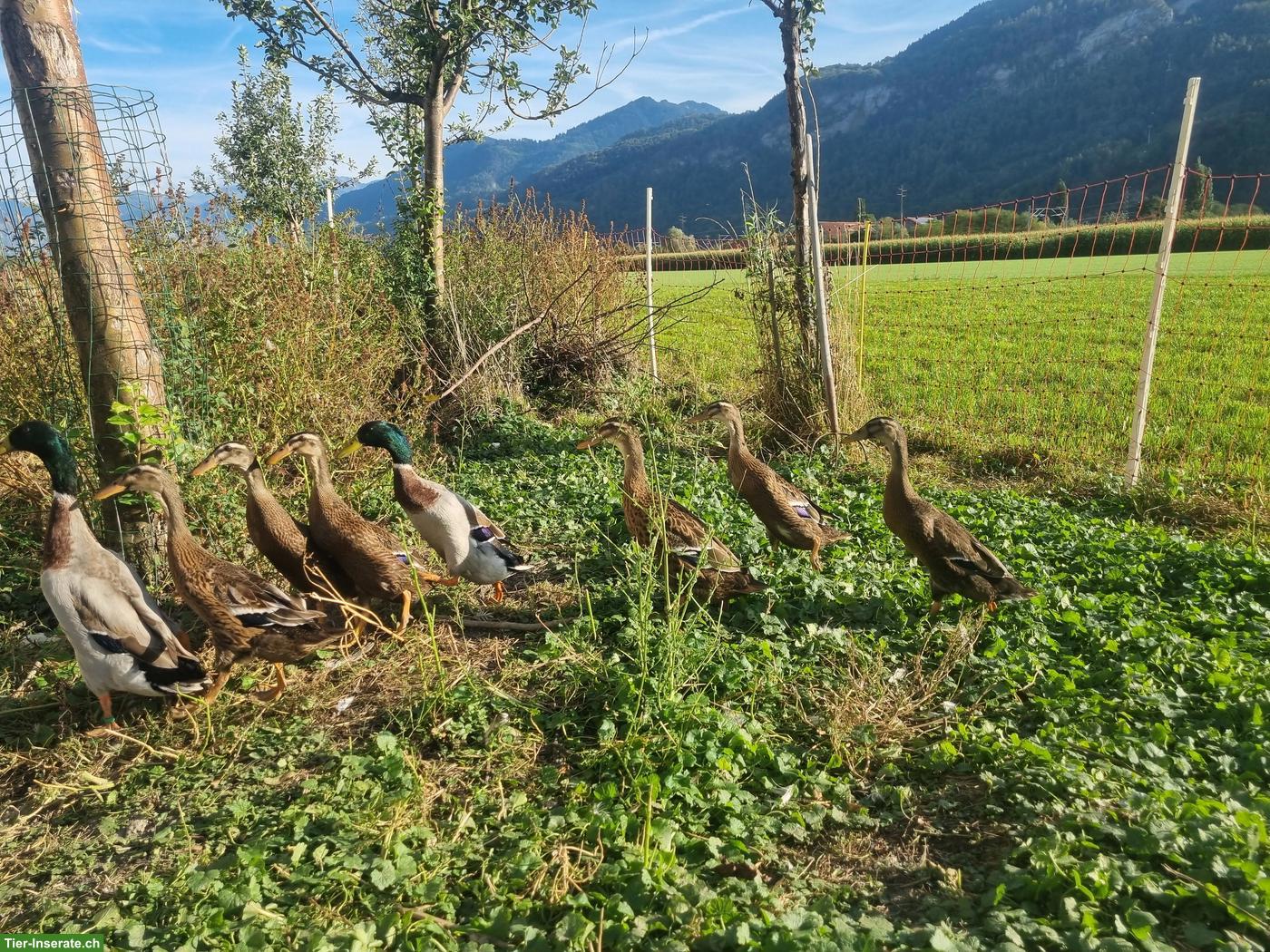 Bild 2: Laufenten, reinrassig, wildfarbe