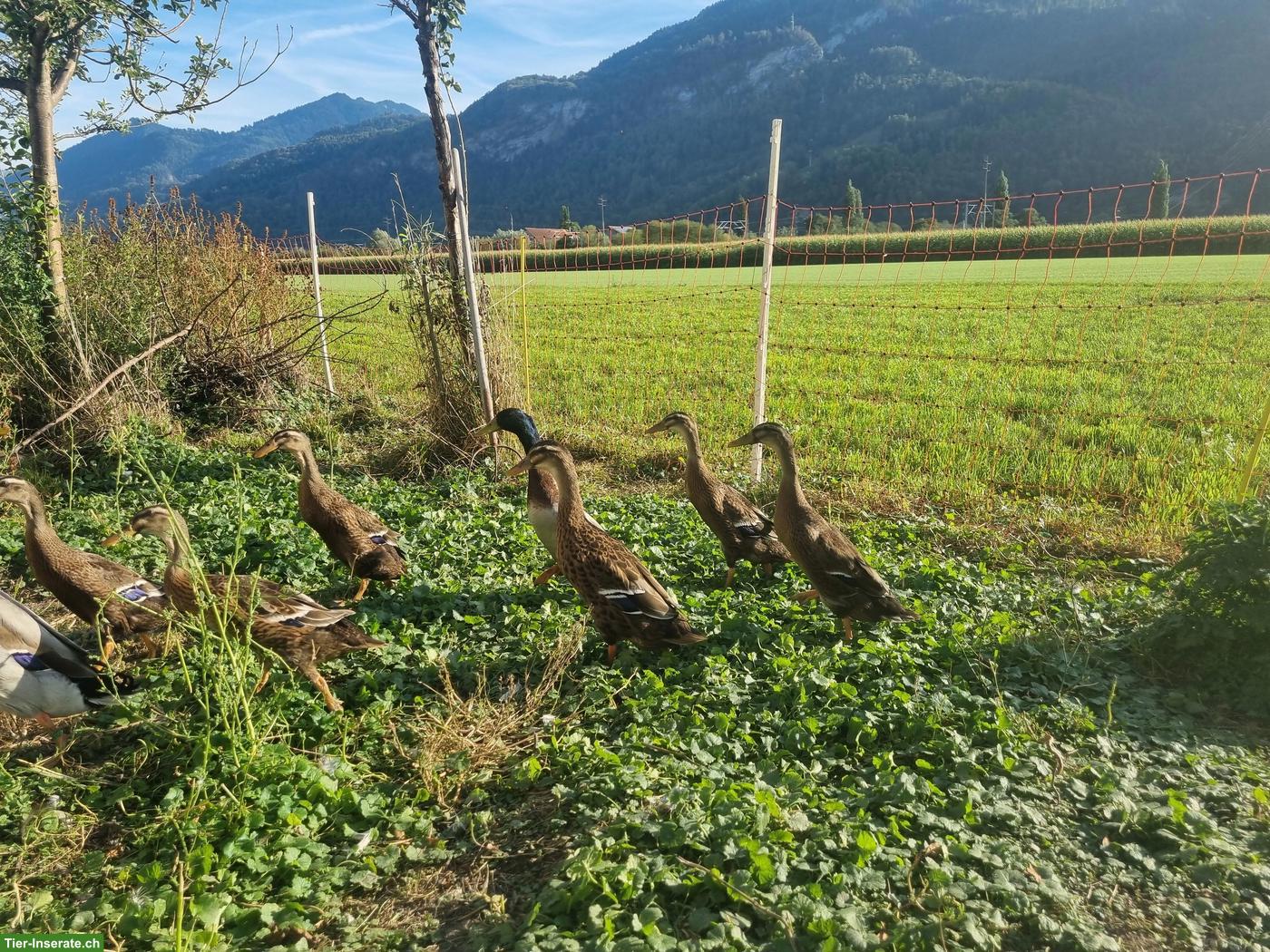 Bild 3: Laufenten, reinrassig, wildfarbe