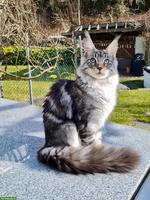 Maine Coon Kater, 6-jährig, kastriert