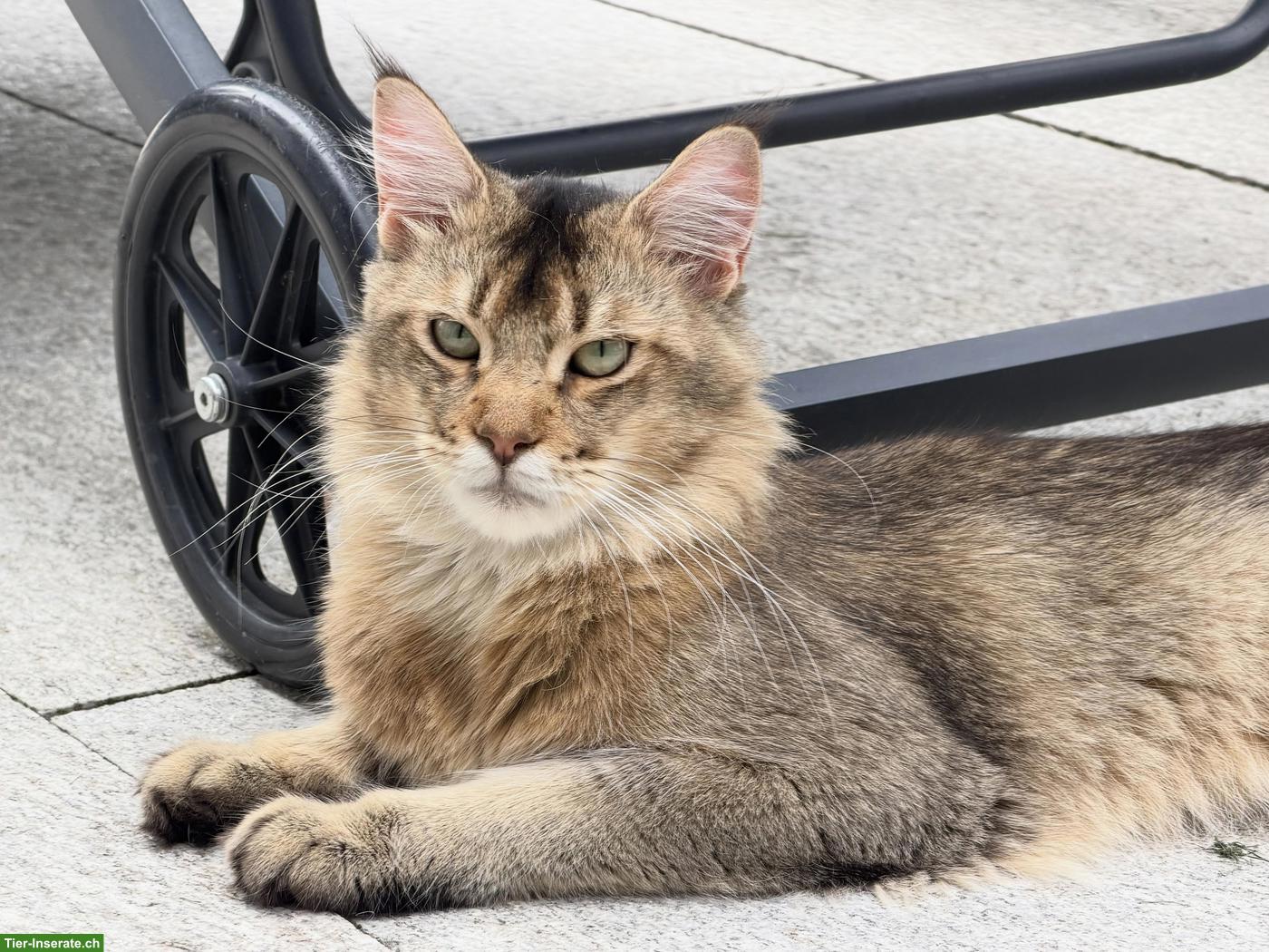 Maine Coon Kater, Golden Ticked