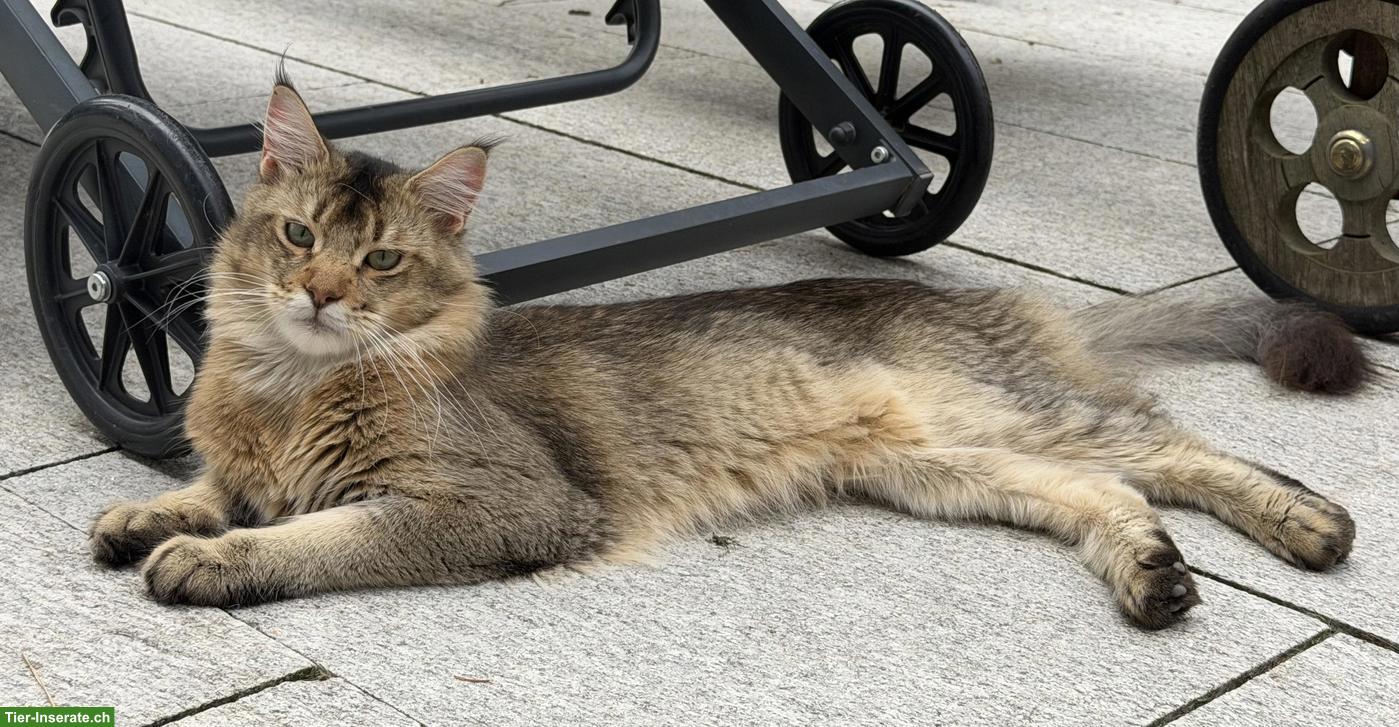 Bild 2: Maine Coon Kater, Golden Ticked