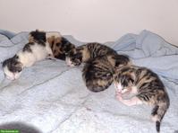 Kitten suchen ihren Lebensplatz