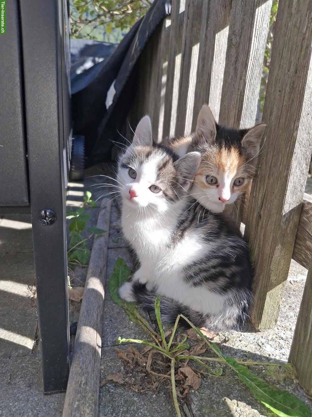 Bild 2: Kitten suchen ihren Lebensplatz