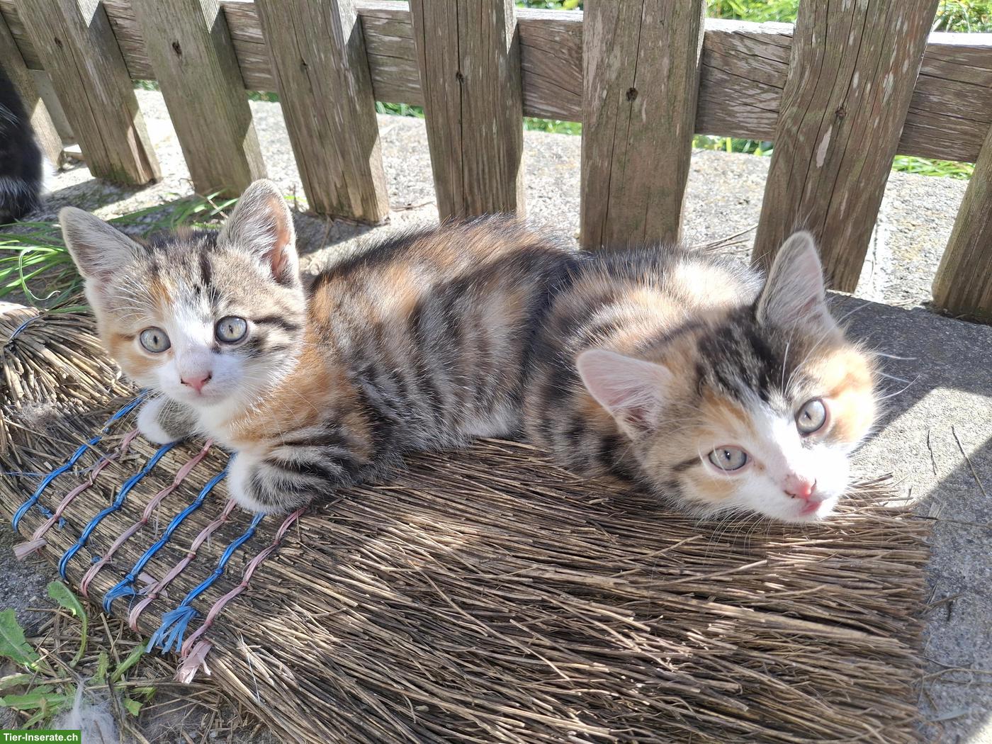 Bild 3: Kitten suchen ihren Lebensplatz