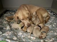 Labrador Retrevier Welpen suchen ihr Zuhause fürs Leben