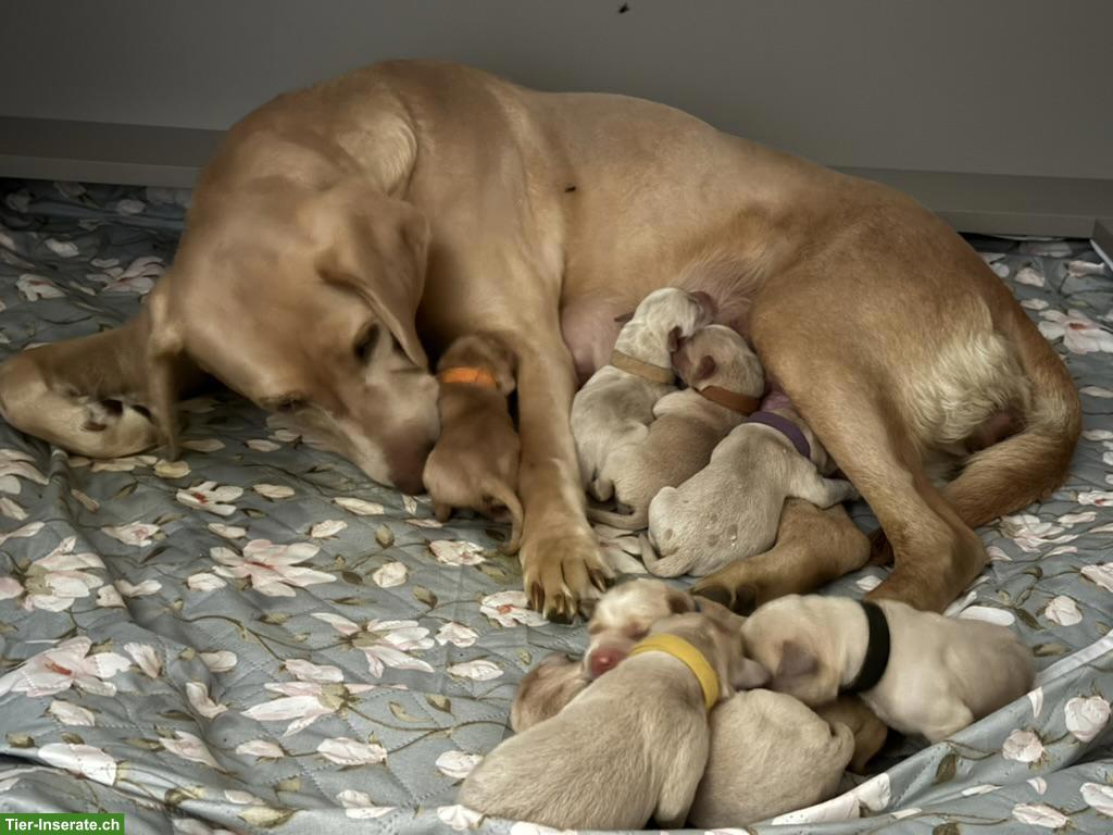 Bild 2: Labrador Retrevier Welpen suchen ihr Zuhause fürs Leben