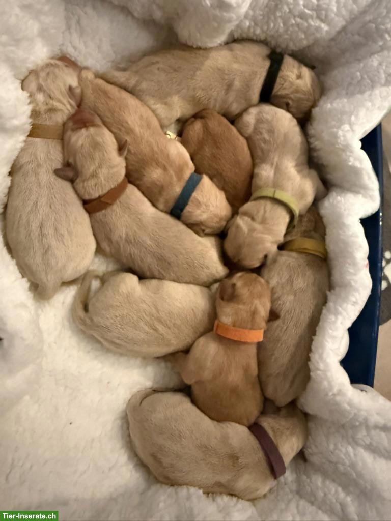 Bild 3: Labrador Retrevier Welpen suchen ihr Zuhause fürs Leben