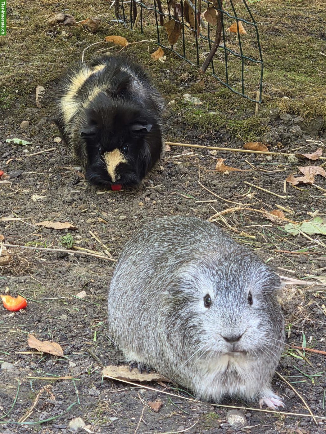 Meerschweinchen Weibchen zu verkaufen