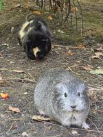 Meerschweinchen Weibchen zu verkaufen