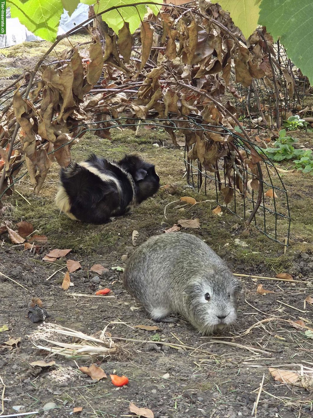 Bild 2: Meerschweinchen Weibchen zu verkaufen