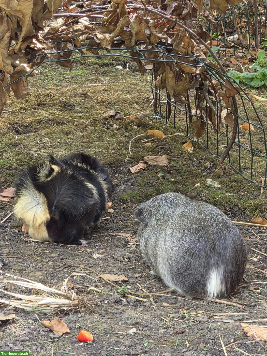 Bild 3: Meerschweinchen Weibchen zu verkaufen