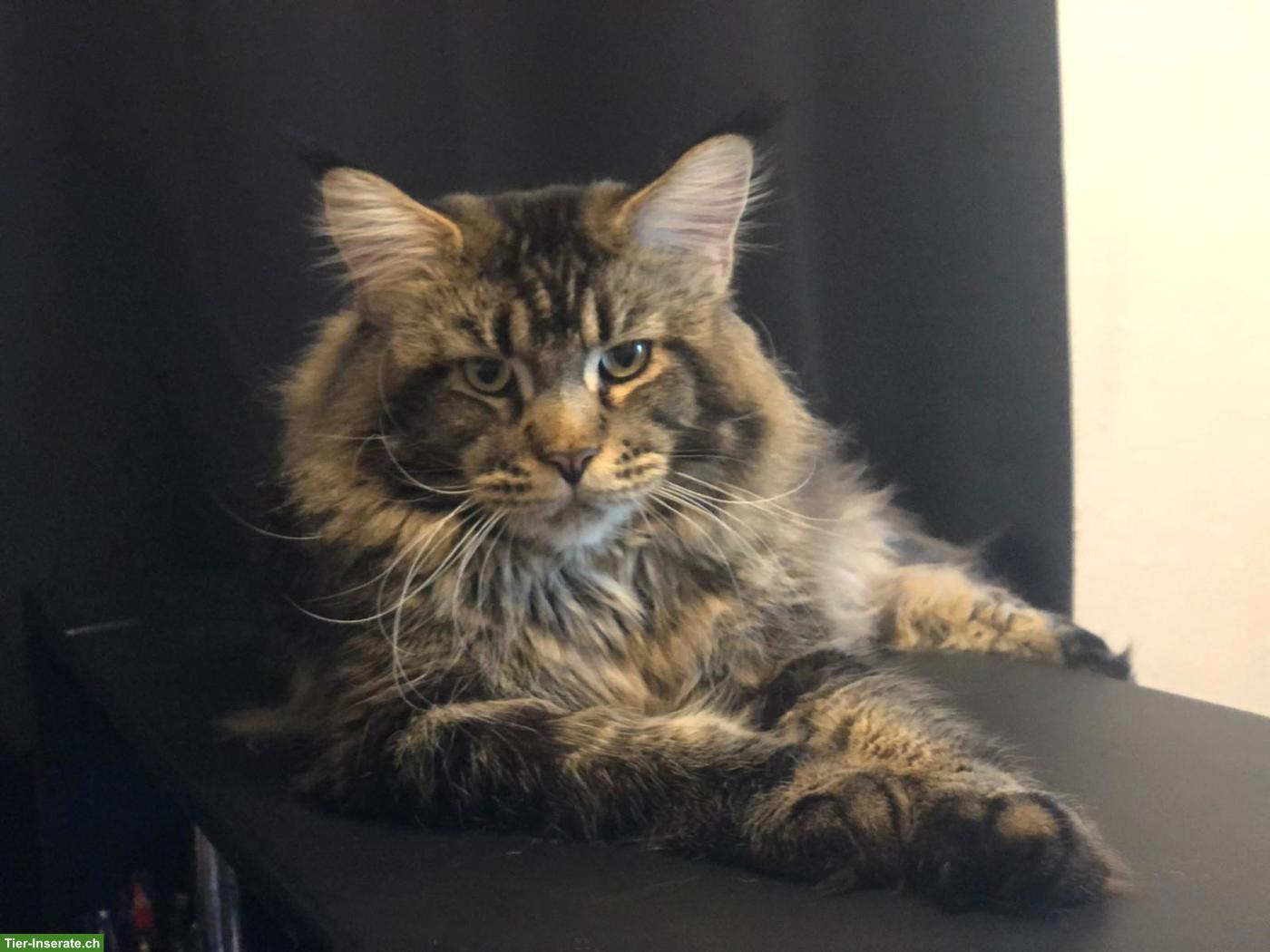 Reinrassige Maine Coon Kater mit Stammbaum zu verkaufen
