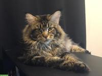 Reinrassige Maine Coon Kater mit Stammbaum zu verkaufen