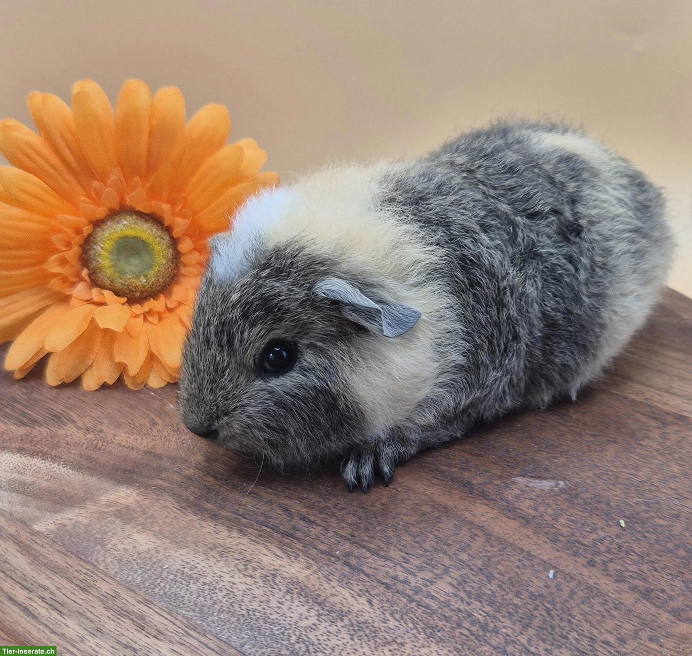 Bild 2: Super süsse Meerschweinchen Frühkastraten