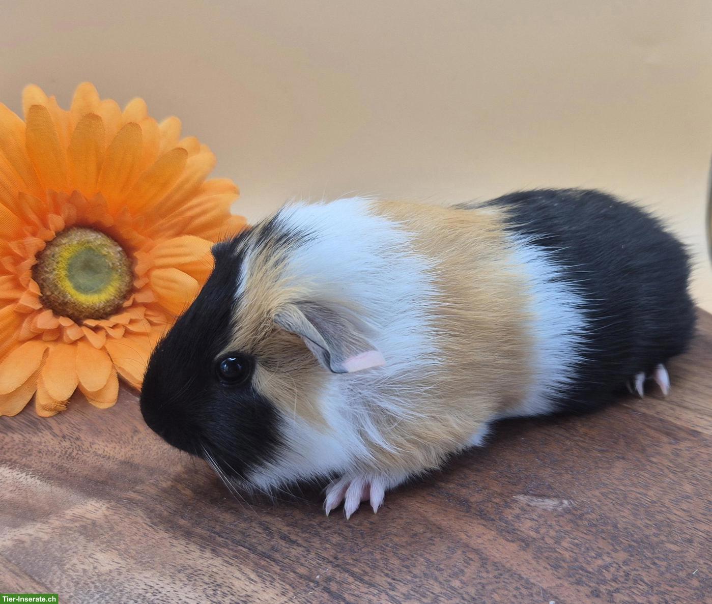 Bild 3: Super süsse Meerschweinchen Frühkastraten