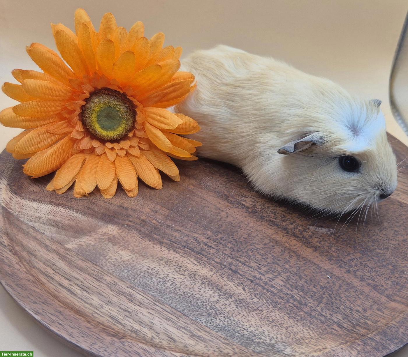 Bild 5: Super süsse Meerschweinchen Frühkastraten