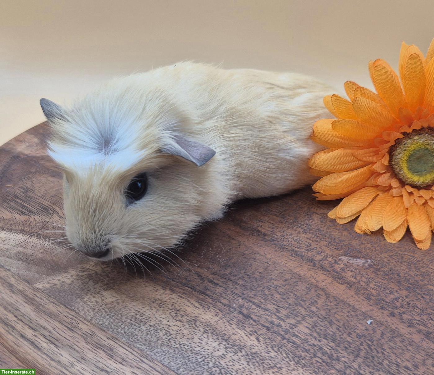 Bild 6: Super süsse Meerschweinchen Frühkastraten