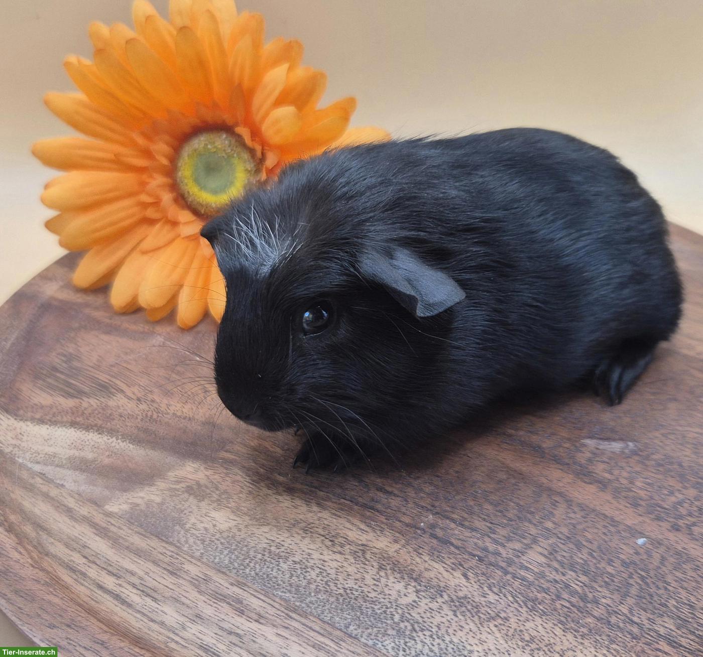 Bild 7: Super süsse Meerschweinchen Frühkastraten