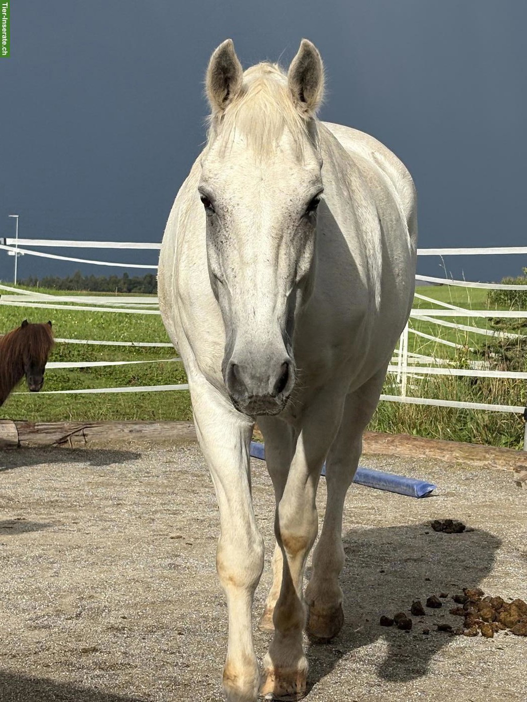 Bild 3: Suche Kleinpferd für meine Töchter