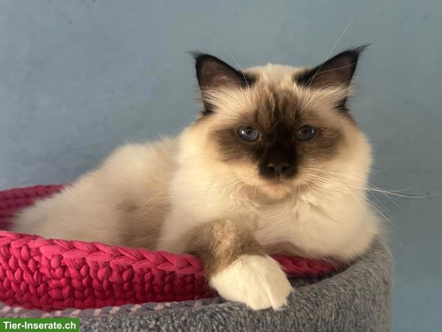 Heilige Birma Katze sucht neuen Wirkungskreis