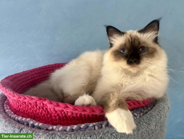 Bild 2: Heilige Birma Katze sucht neuen Wirkungskreis