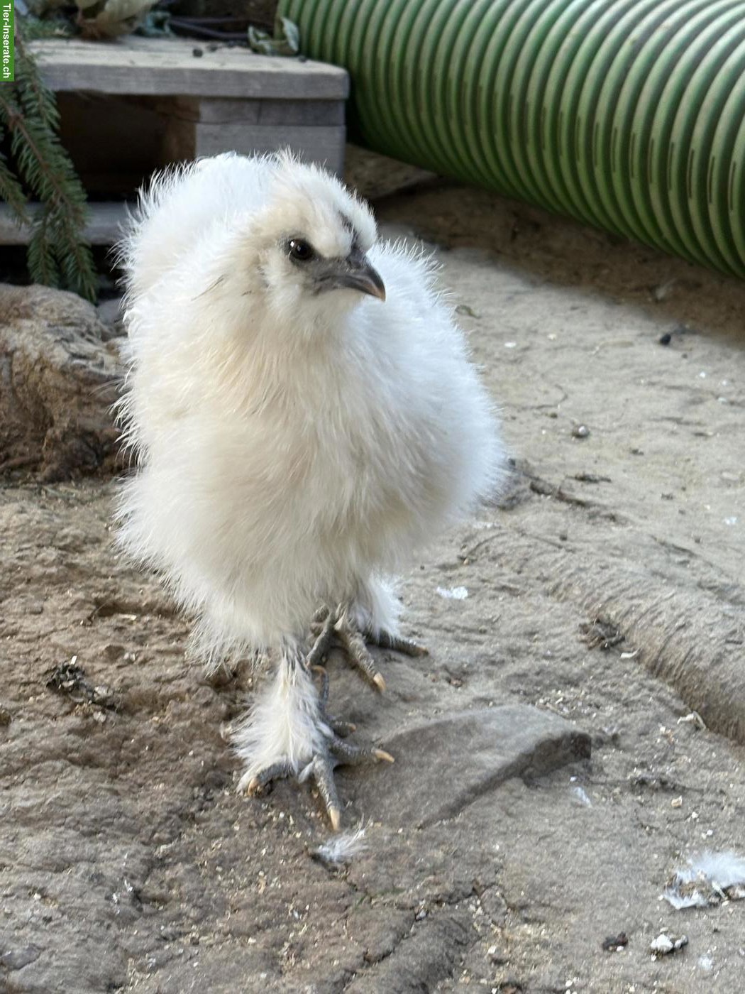 Bild 2: Junger Zwergseidenhahn sucht Hühnerschar