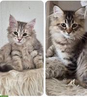 Junge Katzen & Kater suchen liebe Lebensplätze