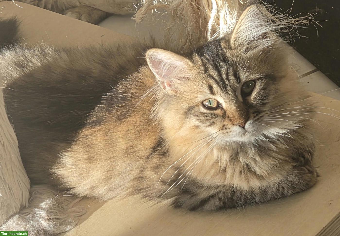 Bild 10: Junge Katzen & Kater suchen liebe Lebensplätze