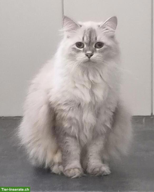 Bild 2: Junge Katzen & Kater suchen liebe Lebensplätze