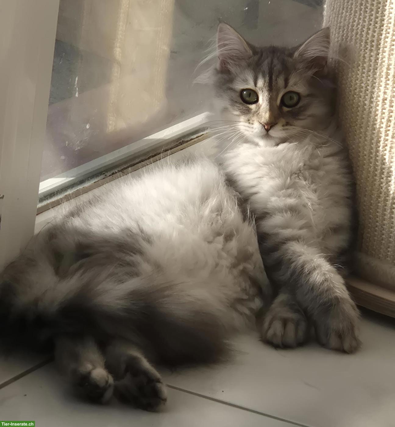 Bild 3: Junge Katzen & Kater suchen liebe Lebensplätze