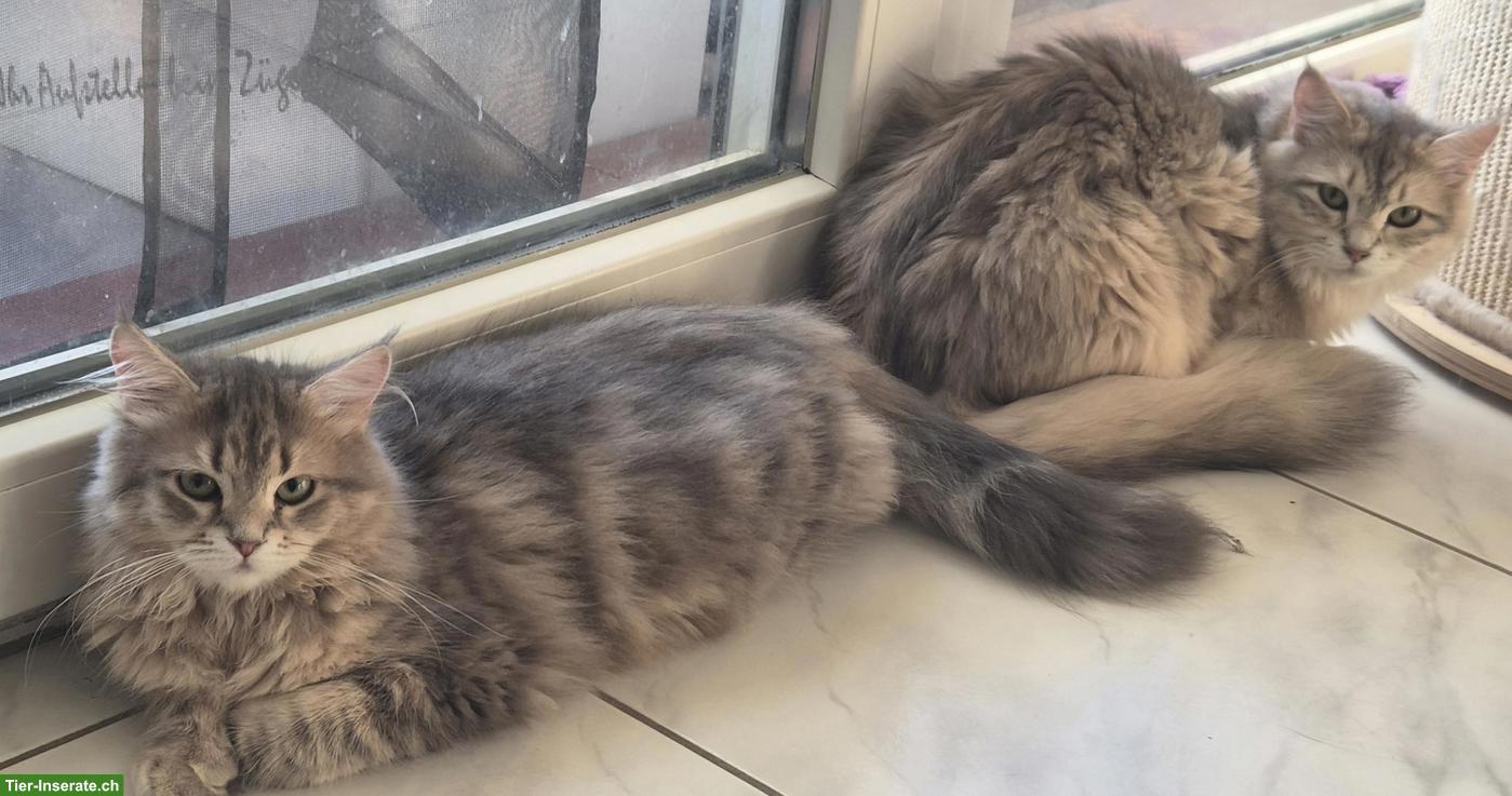 Bild 4: Junge Katzen & Kater suchen liebe Lebensplätze