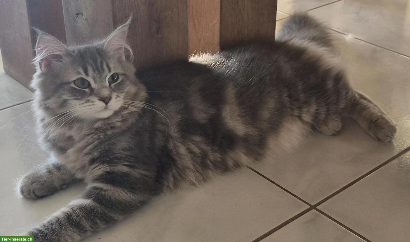 Bild 5: Junge Katzen & Kater suchen liebe Lebensplätze