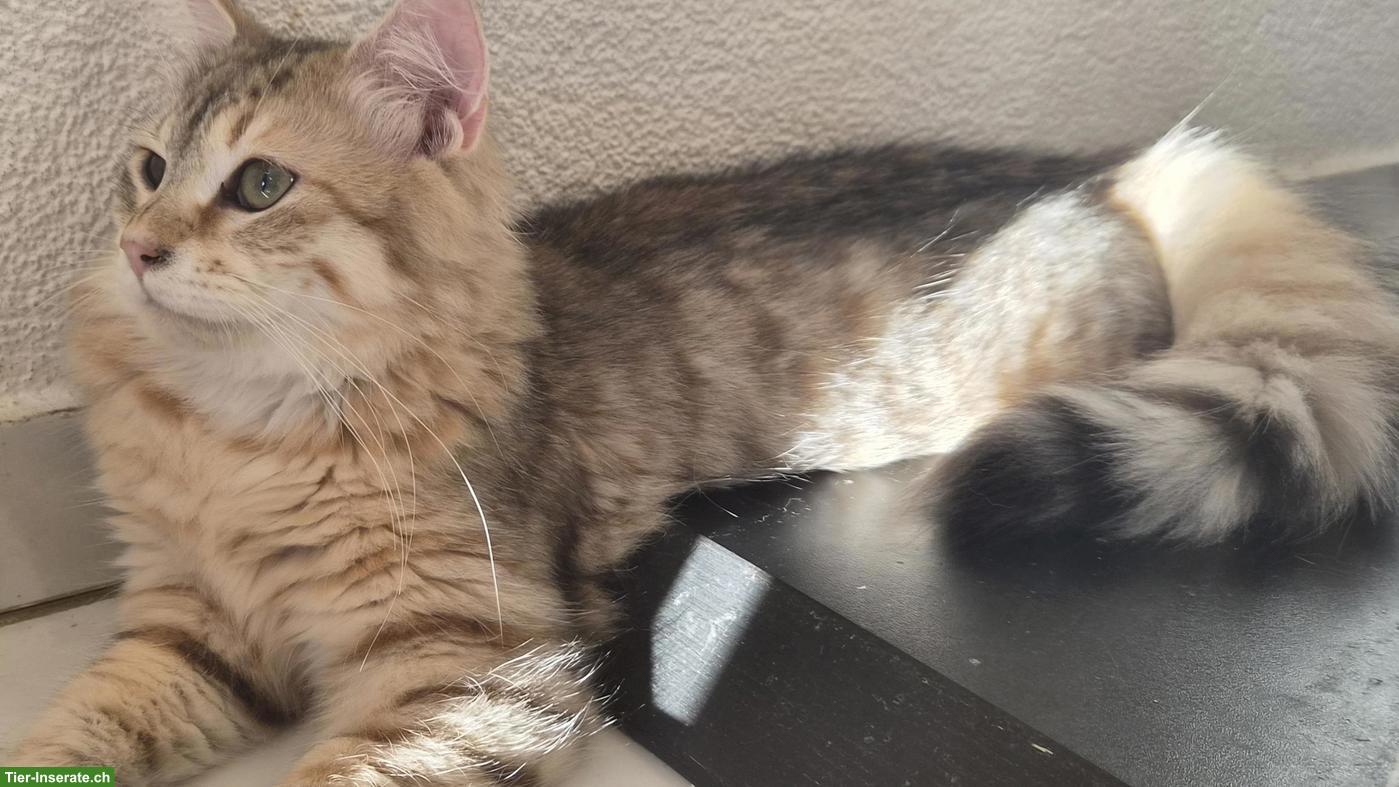 Bild 6: Junge Katzen & Kater suchen liebe Lebensplätze