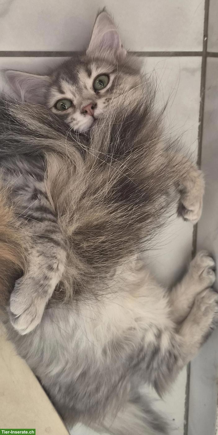 Bild 7: Junge Katzen & Kater suchen liebe Lebensplätze