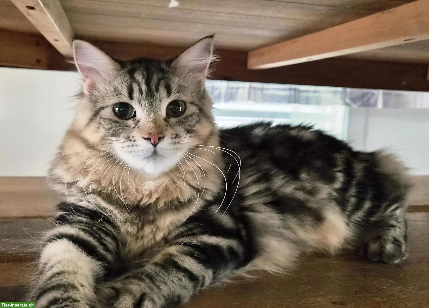 Bild 8: Junge Katzen & Kater suchen liebe Lebensplätze