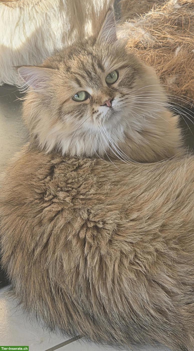 Bild 9: Junge Katzen & Kater suchen liebe Lebensplätze