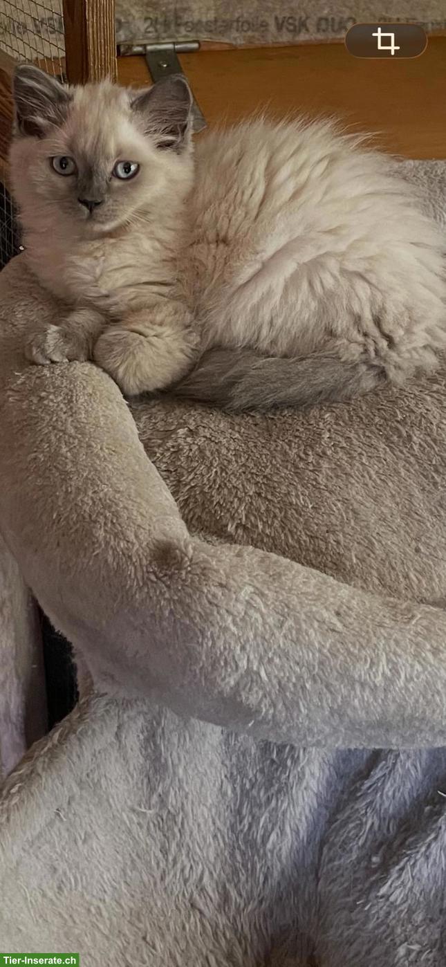 Bild 3: Reinrassige BKH Kitten abzugeben