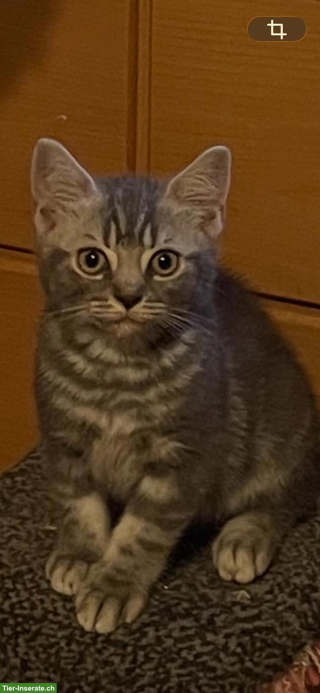 Bild 4: Reinrassige BKH Kitten abzugeben