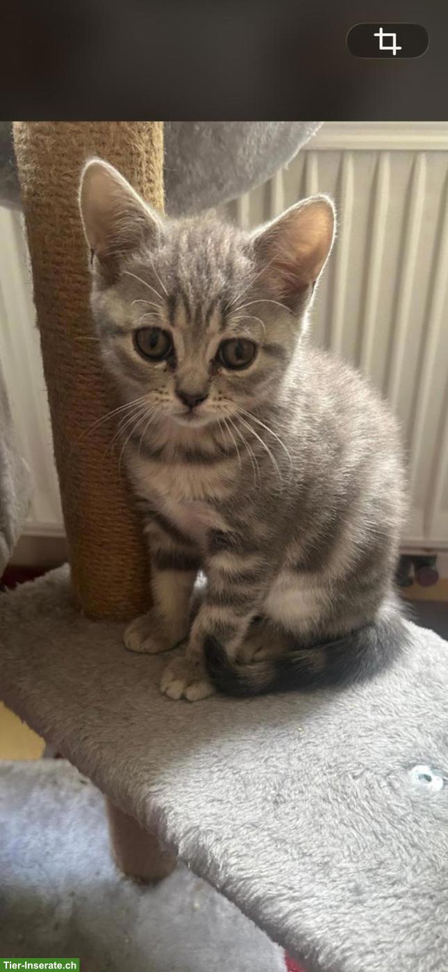 Bild 5: Reinrassige BKH Kitten abzugeben