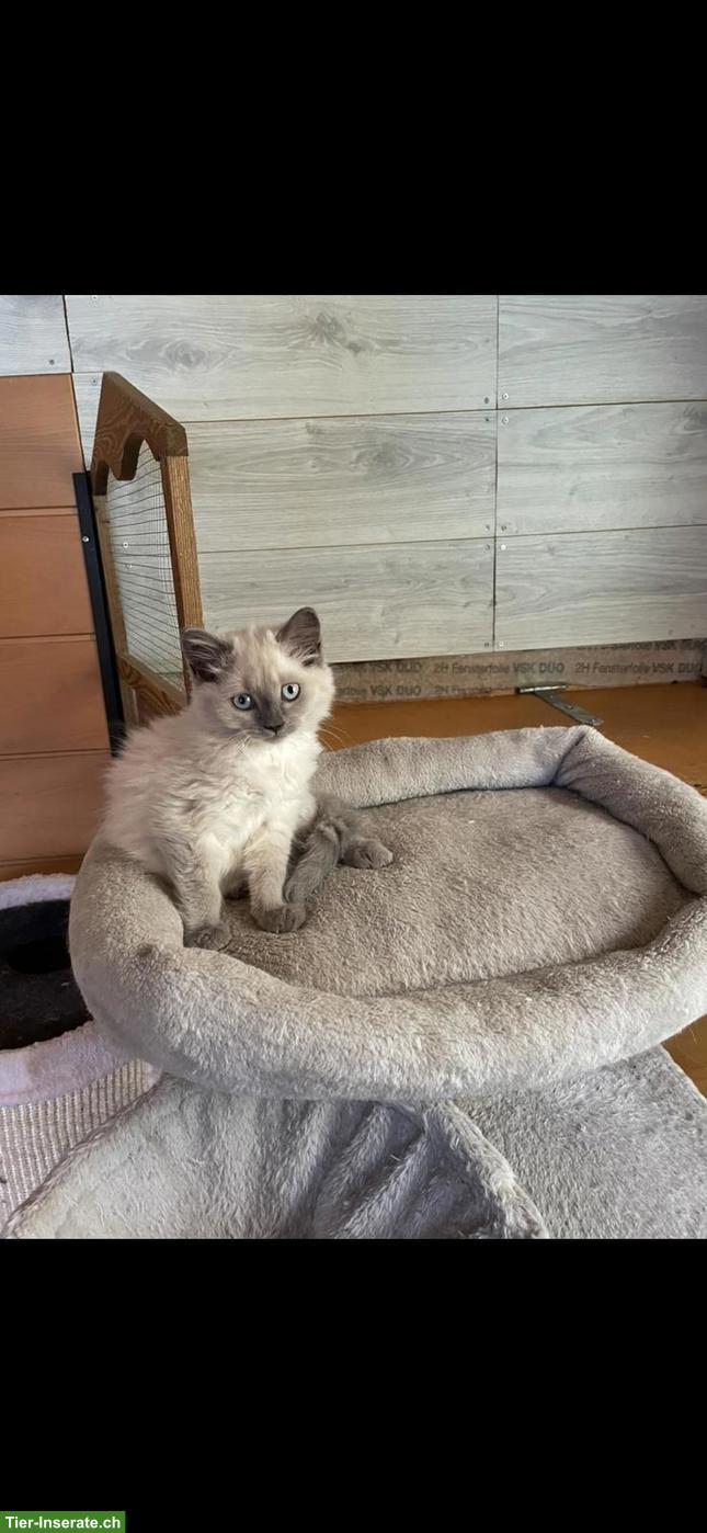 Bild 6: Reinrassige BKH Kitten abzugeben