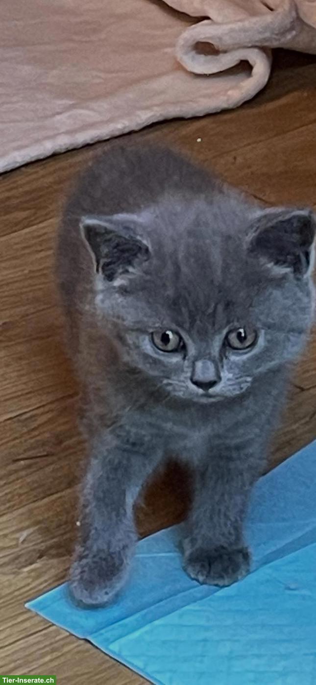 Bild 7: Reinrassige BKH Kitten abzugeben