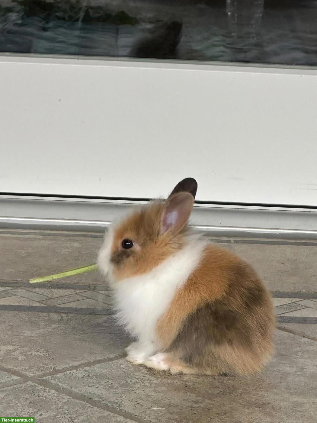 Bild 5: Junge Löwenkopf Zwergkaninchen zu verkaufen