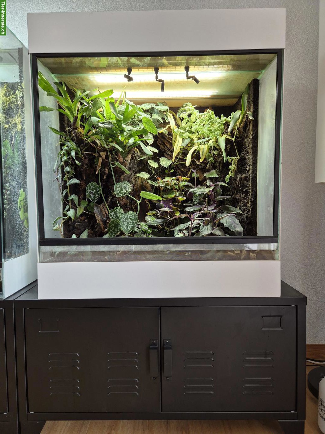 Tropenterrarium 70x80x50cm gratis abzugeben