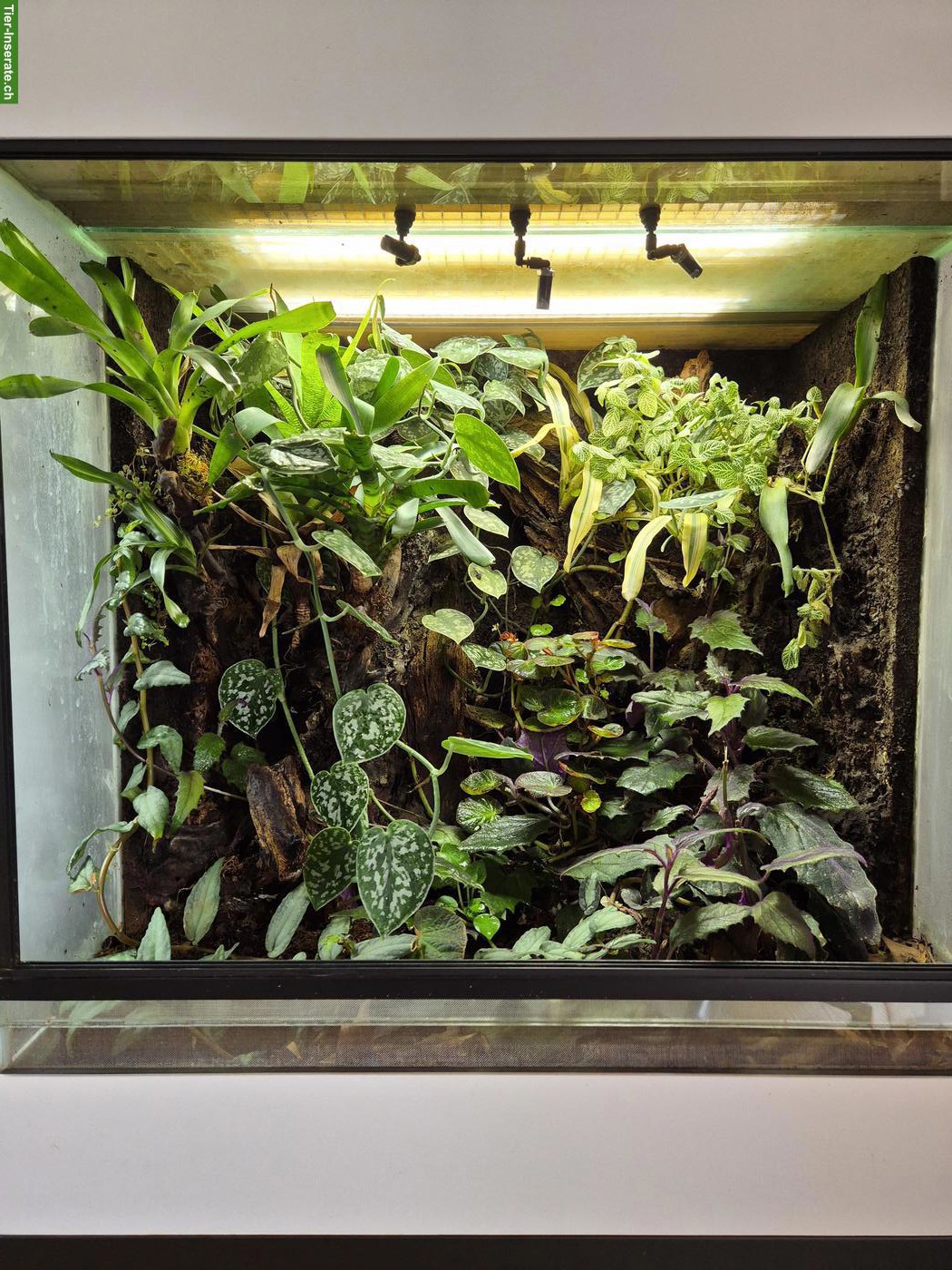 Bild 2: Tropenterrarium 70x80x50cm gratis abzugeben