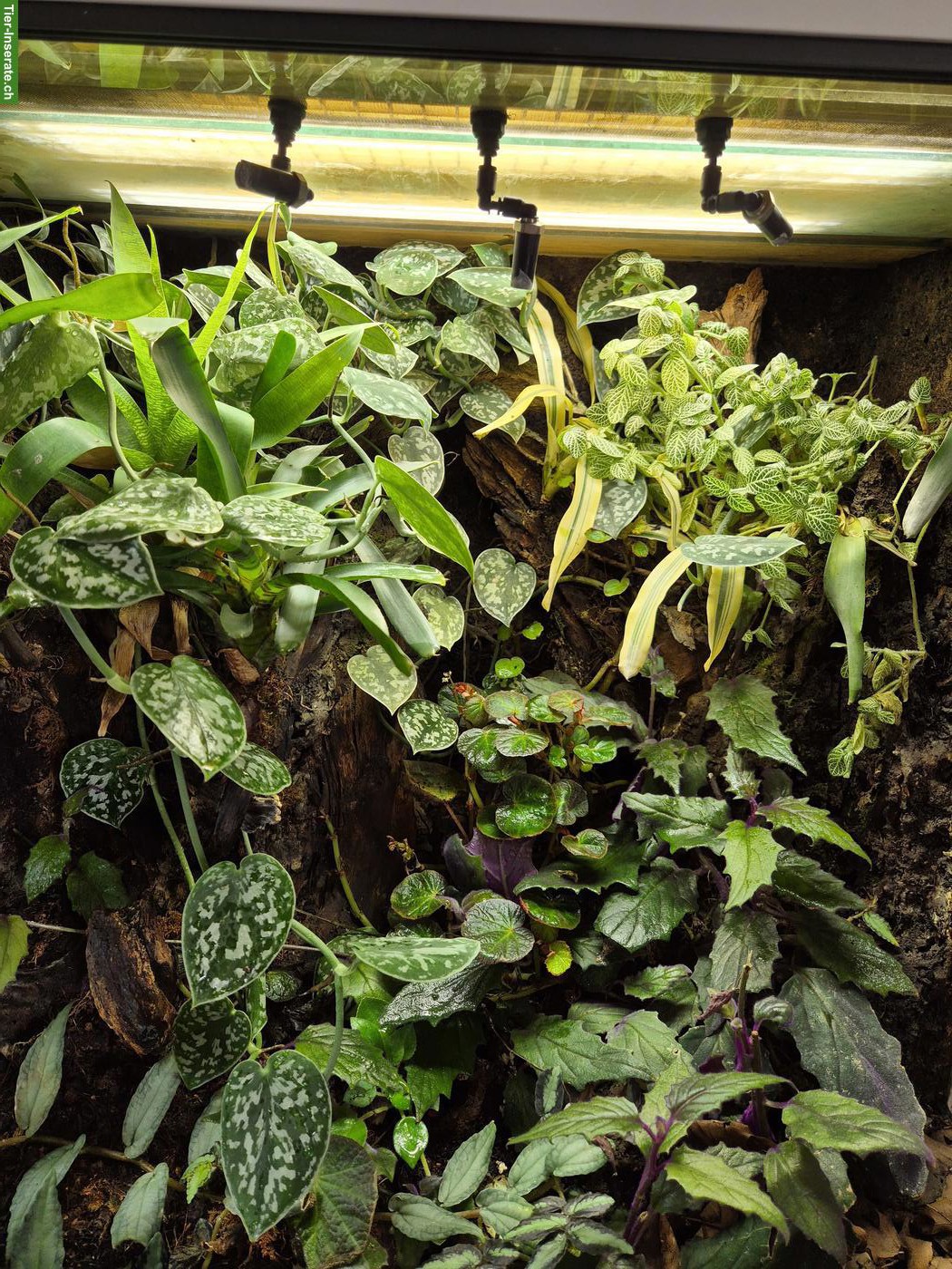 Bild 3: Tropenterrarium 70x80x50cm gratis abzugeben