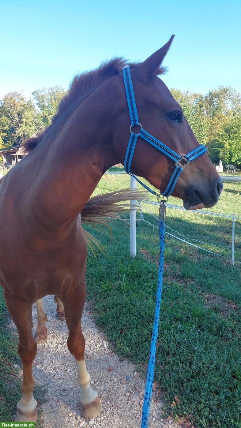 Reitbeteiligung für Freiberger-Warmblut-Mix in Ormalingen BL