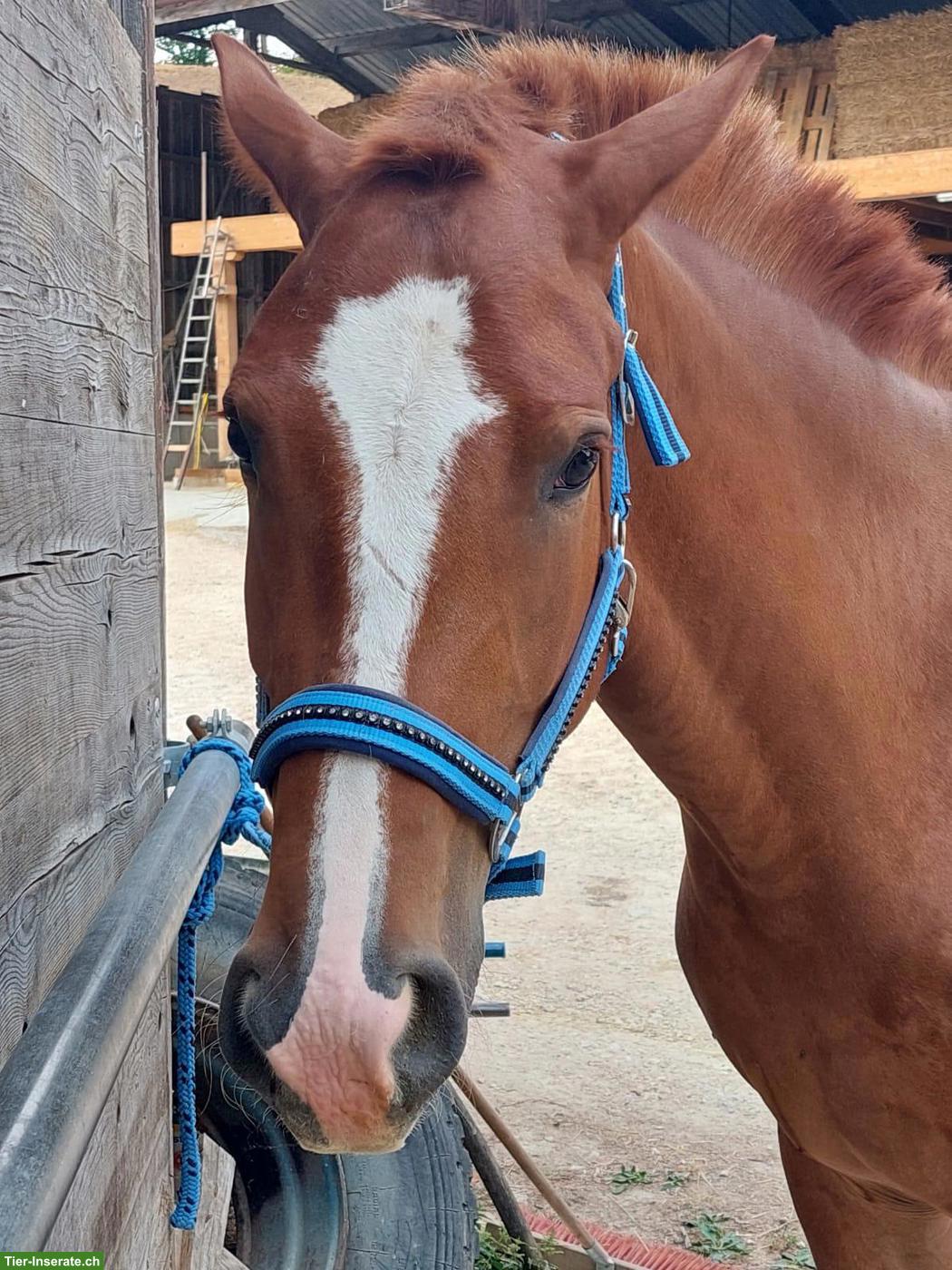 Bild 2: Reitbeteiligung für Freiberger-Warmblut-Mix in Ormalingen BL